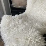 A Unique Curl