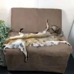 Red-Fox-Fur