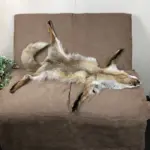 Red-Fox-Fur